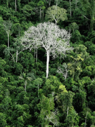 Merkle Tree